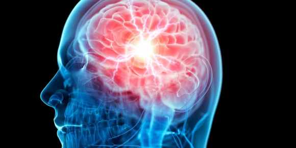 human-brain-on-white-background